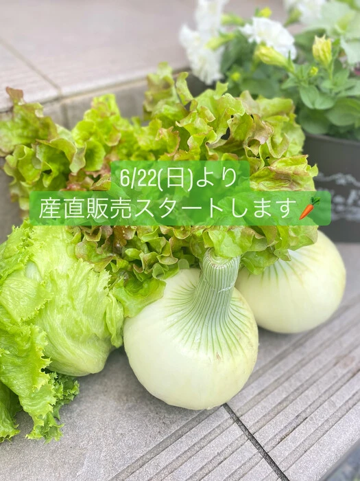 画像515