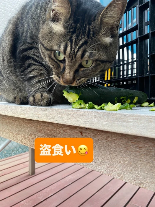 画像521
