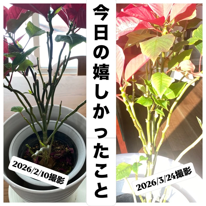 画像884